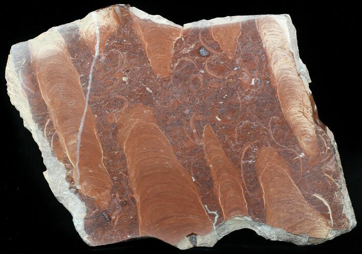 Polished Stromatolite (Jurusania) From Russia - Million Years #57558